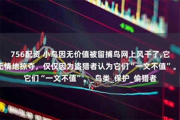 756配资 小鸟因无价值被留捕鸟网上风干了,它们的生命价值正被无情地掠夺，仅仅因为盗猎者认为它们“一文不值”。_鸟类_保护_偷猎者